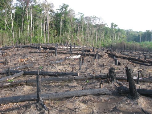 Em Um Ano Rea Sob Alertas De Desmatamento Cai Na Amaz Nia