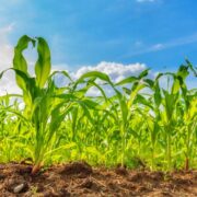 Safra agrícola deverá superar 318 milhões de toneladas neste ano