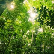 MAPA cria plano de ação para desenvolvimento florestal