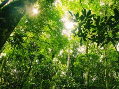 MAPA cria plano de ação para desenvolvimento florestal