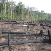 Desmatamento na Amazônia e no Pantanal caiu em 2023