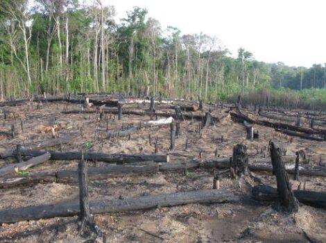 Desmatamento na Amazônia e no Pantanal caiu em 2023