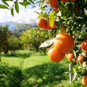 Artigo: Embrapa e o fortalecimento da fruticultura brasileira