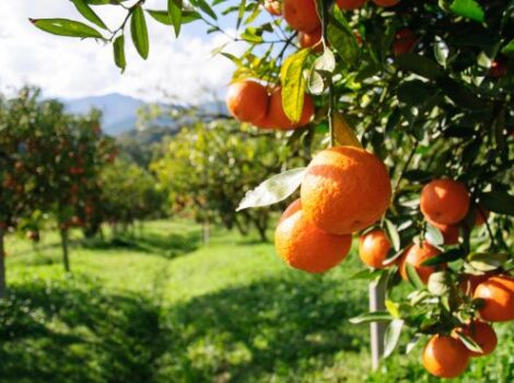 Artigo: Embrapa e o fortalecimento da fruticultura brasileira