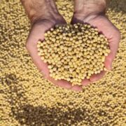 DATAGRO Grãos estima safra de soja em 148,553 mi de toneladas