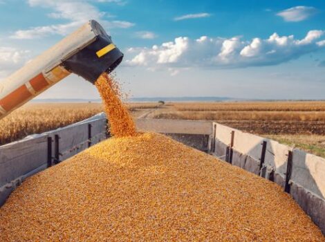 Colheita de grãos da safra 23/24 será menor do que o estimado