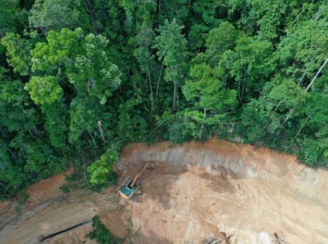Desmatamento no Cerrado cai 48% em janeiro
