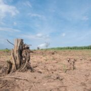 Cerrado tem alta de 19% nos alertas de desmatamento