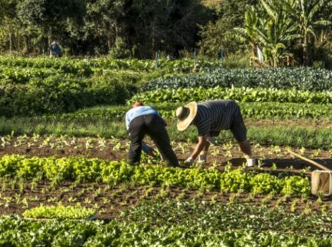 Nova lei promove modernização da agricultura familiar