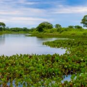Instituições debatem desenvolvimento sustentável do pantanal brasileiro
