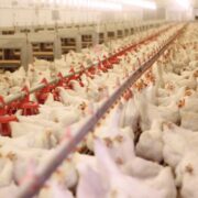 Brasil adota novo procedimento de avaliação sanitária no abate de frangos