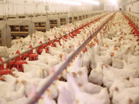 Brasil adota novo procedimento de avaliação sanitária no abate de frangos