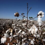 Exportações do agronegócio atingem US$ 11,63 bilhões em fevereiro