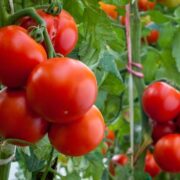 Condições climáticas atuam na oferta de frutas e hortaliças e influenciam preços