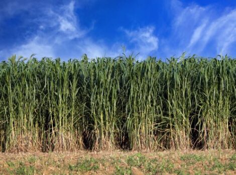 Atvos lança programa “Geração Agro”; inscrições vão até 25 de abril