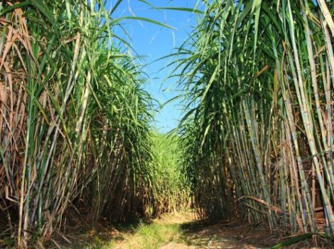 Produção de cana-de-açúcar é a maior da série histórica