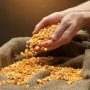 Zâmbia abre mercado para milho não transgênico brasileiro