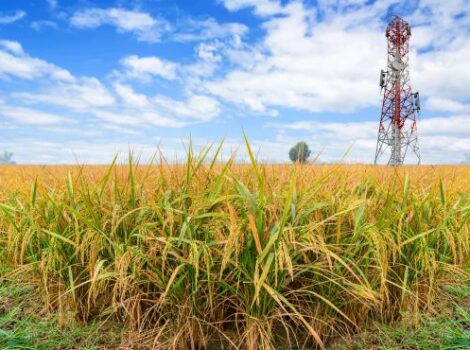 Vivo leva conectividade para a produção agrícola do Grupo Bom Jesus