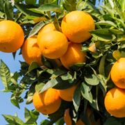 Mapa publica preços mínimos para laranja in natura e café