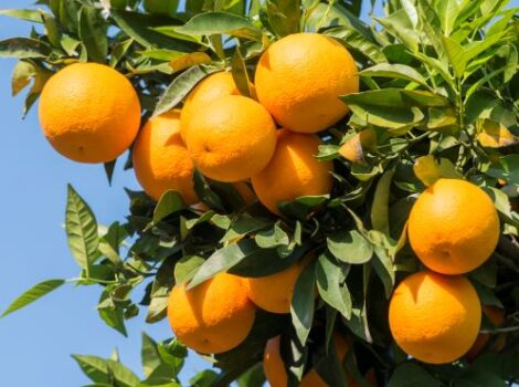 Mapa publica preços mínimos para laranja in natura e café