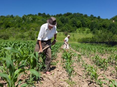 Agricultura familiar: projeto promove conservação de solos