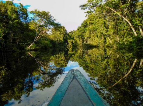 Ipam lança plataforma sobre desmatamento na Amazônia