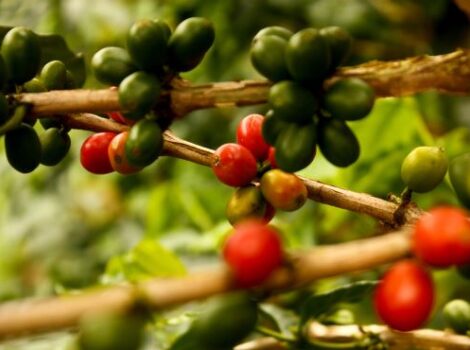 Evento em MG debaterá sobre café carbono neutro