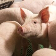 Brasil vai exportar novos subprodutos suínos à Coreia do Sul
