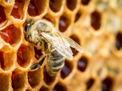 Curso promove boas práticas de manipulação do mel