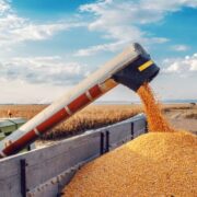 Safra de grãos 2023/2024 deve chagar a 297,54 milhões de toneladas