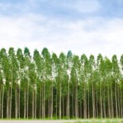Lei que exclui a silvicultura do rol de atividades poluidoras