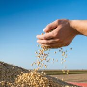 Pequenas propriedades são 70% dos produtores de soja no Brasil