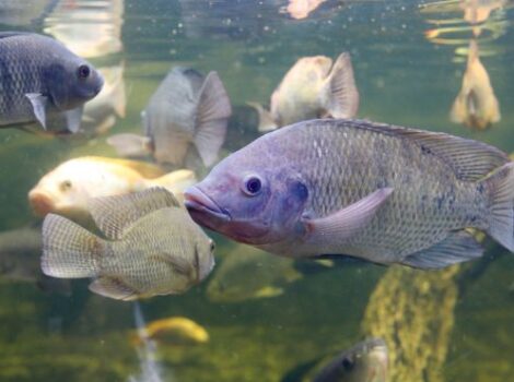 Brasil: exportação de peixes cresce em ritmo acelerado