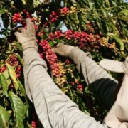 Exportação de café brasileiro bate novos recordes