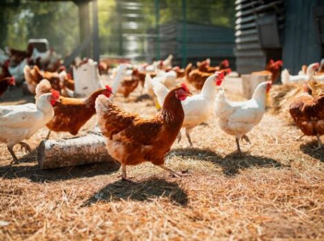 Ceará é destaque na produção de frango e suíno