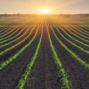 Brasil pode fornecer soluções sustentáveis para agricultura mundial