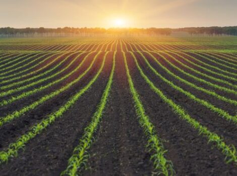 Brasil pode fornecer soluções sustentáveis para agricultura mundial