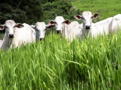 Produtores recuperam 100 mil ha de pastagens no projeto FIP Paisagens Rurais