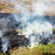 Fundo auxiliará produtores rurais atingidos por incêndios em SP