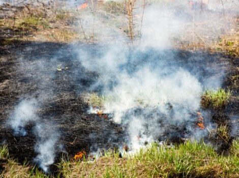 Fundo auxiliará produtores rurais atingidos por incêndios em SP