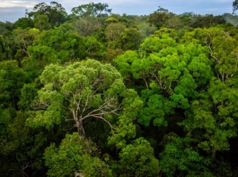 Artigo: Temos pouco tempo para salvar a Amazônia