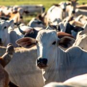 Feedlot Summit Brazil 2024 abordará as perspectivas da pecuária de corte