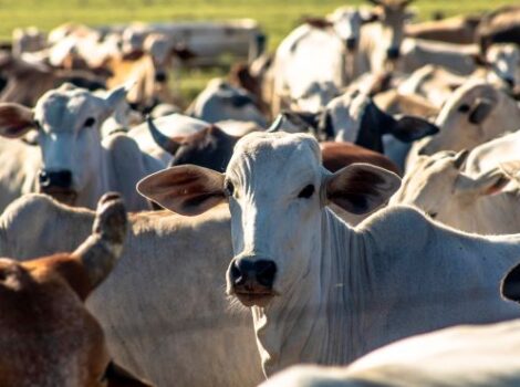 Feedlot Summit Brazil 2024 abordará as perspectivas da pecuária de corte