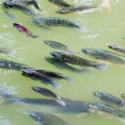 Seminário debate bem-estar animal na aquicultura brasileira