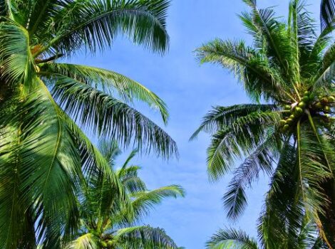 Governo Federal institui a Política de Incentivo à cocoicultura