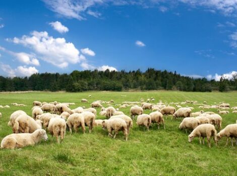 Brasil vai exportar carne de caprinos e de ovinos ao Catar