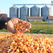 Produção de grãos terá crescimento recorde de 8,3%