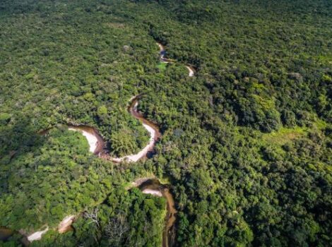 Desmatamento na Amazônia cai 30,6% em um ano