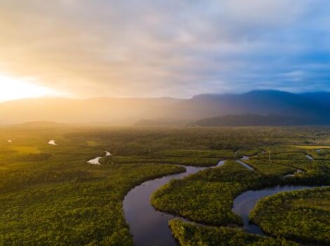 Petrobras e BNDES fazem parceria para restauração na Amazônia