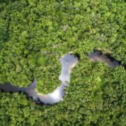 Fundo Amazônia atinge recorde histórico de aprovações este ano